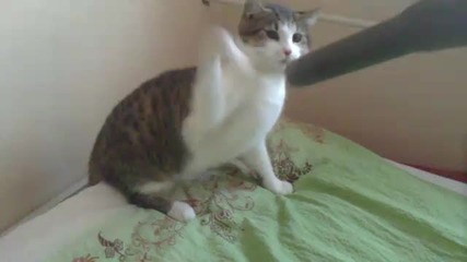 Тази котка мрази прахосмукачки:)