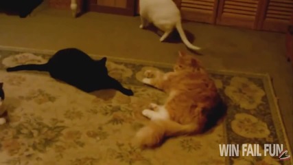 Компилация Смях !.. Animals And The Red Dot Compilation 2015