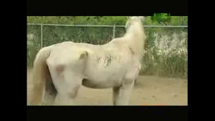 Animal Cops - Houston Barn