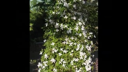 Enya - Only Time - Youtube