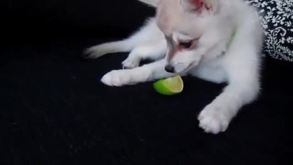 малко кученце яде лайм