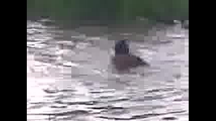 Qko