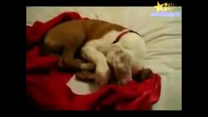 Куче Се Смее Докато Спи!!!