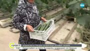 Албански и гръцки зеленчуци заливат пазара, търговци ги представят за български