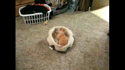 Crazy Chihuahua