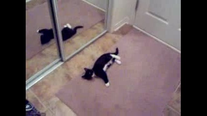 Коте пред огледалото