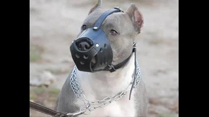 Pitbull