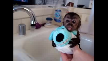 Бебе – маймунка го къпят! Гледайте какви са физиономии, какъв цирк е!
