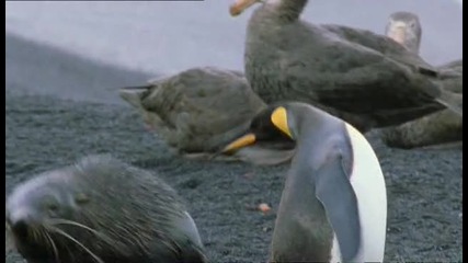 Убийците на пингвини 