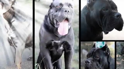 cane corso