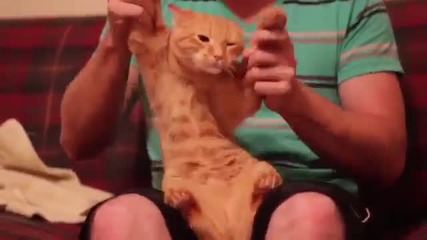 Котка танцува на дъбстеп
