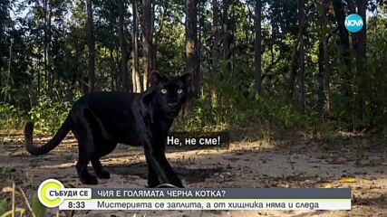 Проверяват двама души заради избягалия хищник в Шуменско