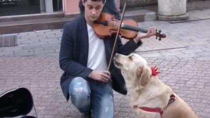 Пеещо куче - атракция в центъра на Пловдив
