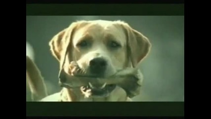 Funny Animals