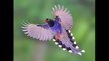 Chris Spheeris - Sapphire