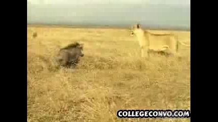 Boar Fights Lion And Wins
