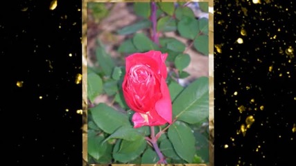 Червени рози - красота и нежно ухание- music Farid Farjad,авторски