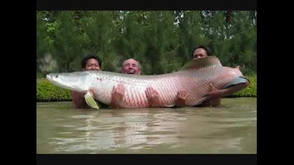 Най - голямата риба хващана някога!!