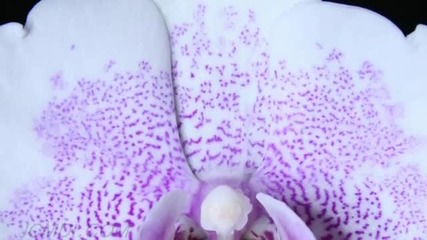 Aliens in my Orchids - Timelapse Strange Earth Lifeforms 720p Hd