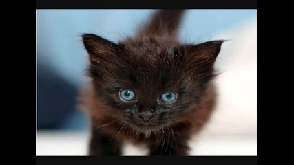 Чело коте книжки 2