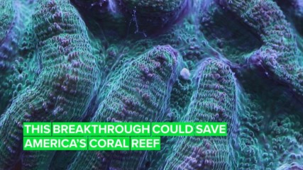 There's still hope for Florida's great coral reef