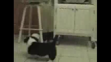 Сладки кученца атакуват котка