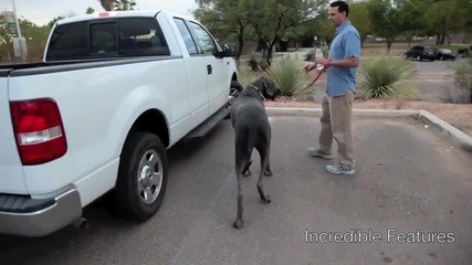 Най - голямото куче в света 
