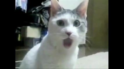 Omg Cat гледа мач и се радва на гол 