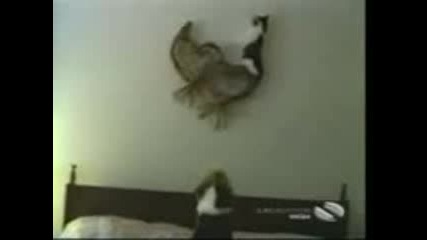 Crazy Animals