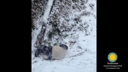 Сладки панди си играят в снега