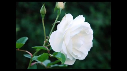 Кралска роза