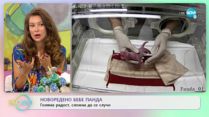 Новородено бебе панда - голяма радост, сложна да се случи - „На кафе” (25.06.2021)