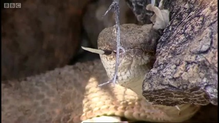 Rattlesnake eating a lizard part 2 - Deep into the Wild - Bbc 