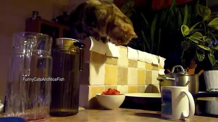 Котка краде закуската си