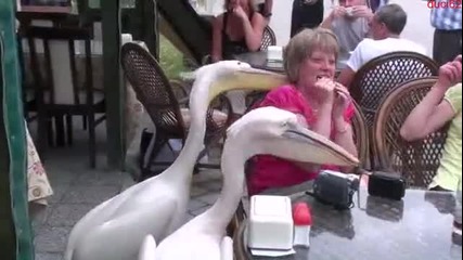 Нахални Пеликани правят масаж на жена! Смях!