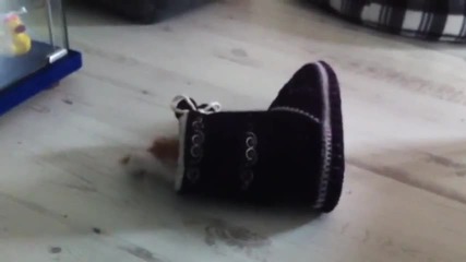 Котенце срещу обувка..!
