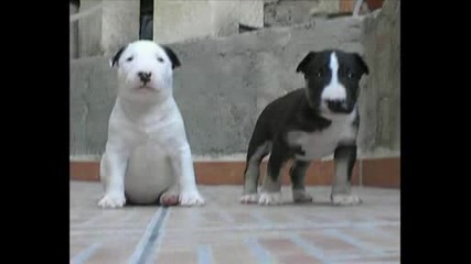 Bull Terrier Koncordias Present Puppies 2008