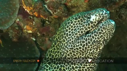 Loggerhead Turtle Feeds On Coral Reef