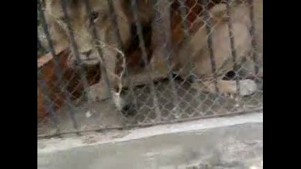 зоопарка Варна - лъвове 