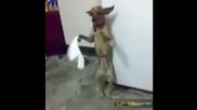 Куче в ритъма на народните танци
