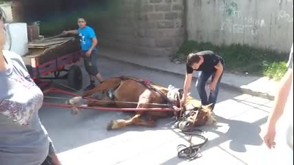 Цигани убиват кон