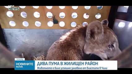 Пума се разходи по улиците на чилийски град