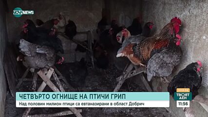 За 20 дни: Четвърто огнище на птичи грип в Добричко, над половин милион птици са умъртвени