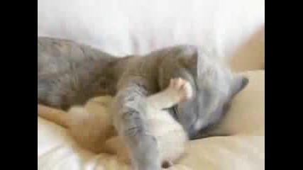 Красива котка играе с малкото си