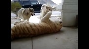 Тигър и кучета играят .