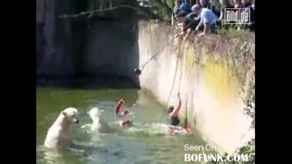 Polar Bear Attacks Woman At Berlin Zoo