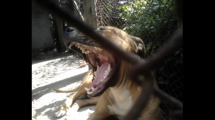 My dogs and cats