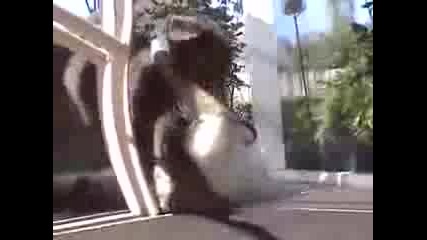 Day 2 - Alpha Cat Vs. New Puppy - Best Friend