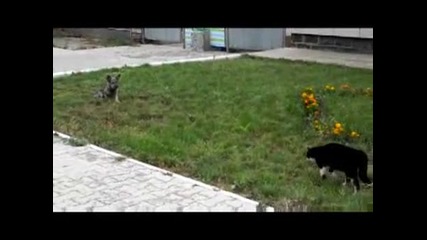 Котка Vs Куче - Епично!