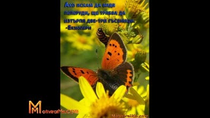 Ако искам да видя пеперуди, ще трябва да изтърпя две - три гъсеници. - Мотивирай ме 17.03.2011
